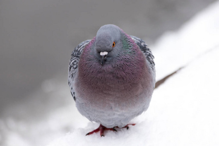 在保加利亚索非亚的一场暴风雪中，鸽子的羽毛在试图取暖