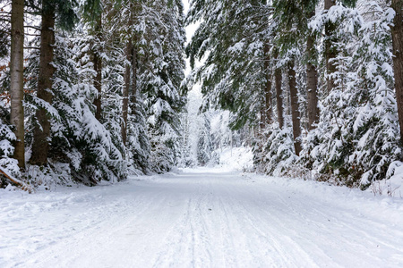 冬天的风景，白色和雪的道路，在深林中的树木之间