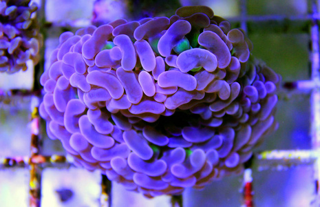 珊瑚礁水族箱珊瑚