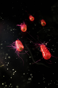 大肠杆菌也被称为生态细菌健康科学概念