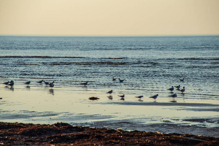 一群野鸟在近岸的水中栖息
