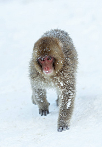 日本猕猴学名猕猴，又称雪猴。冬季。自然栖息地。