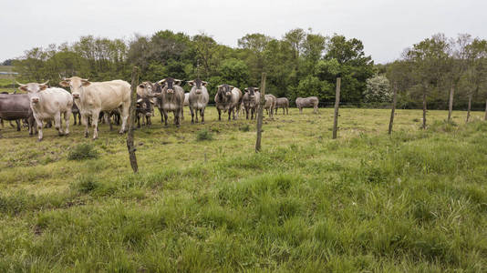 法国吉朗德草地上的牛犊雏菊