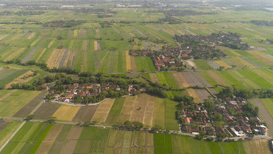 印尼的稻田和农田