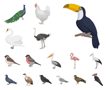类型的鸟类卡通图标集收集为设计。首页和野生鸟矢量符号股票网站插图
