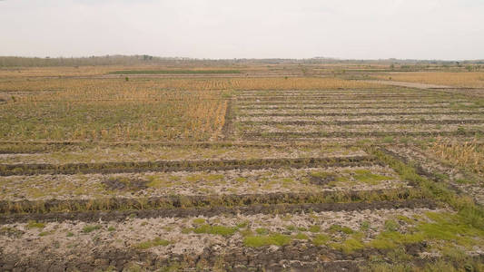 印度尼西亚的农业景观