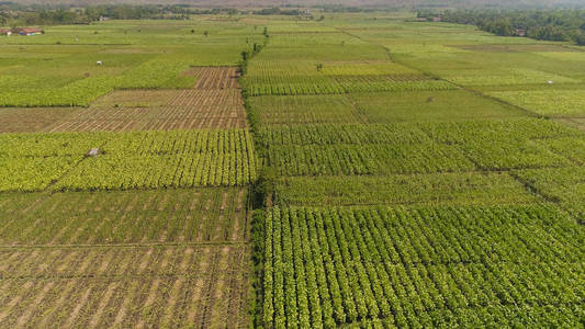 印度尼西亚的农业用地