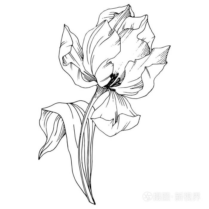 向量郁金香黑白雕刻水墨艺术.花植物学花.孤立的郁金香插图元素