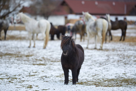冬天牧场上一匹深棕色的小马
