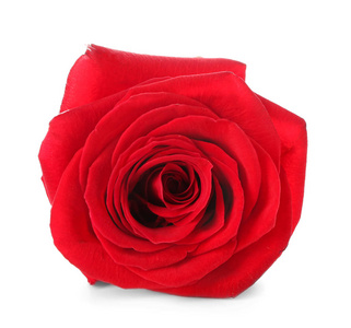 白色背景上美丽的红色玫瑰