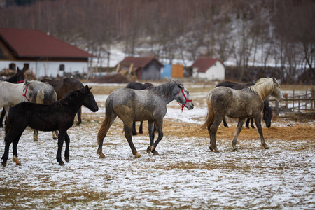 冬天农场里的一群纯种马