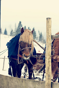 冬天雪橇上的马。 雪村里有一辆马车的马车。 穿着马具的马。 冬天的雪橇骑着马在下着雪。 套在雪橇马上。