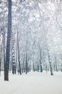 冬季森林中雪树的风景