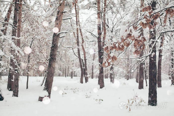 冬季森林风景和模糊的雪花飘落