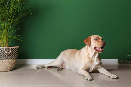 可爱的拉布拉多猎犬躺在彩色墙附近