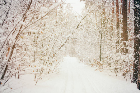 美丽的白雪皑皑的冬林