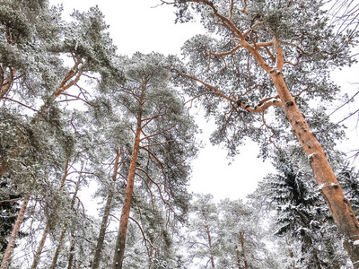 芬兰湾海岸神奇的冬林