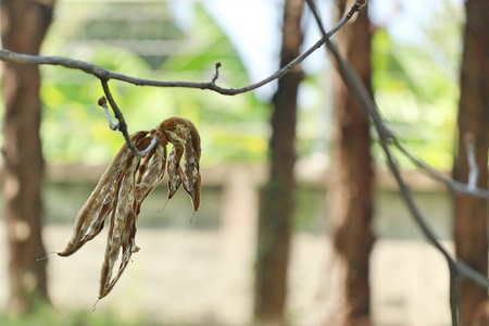 热带棉花树