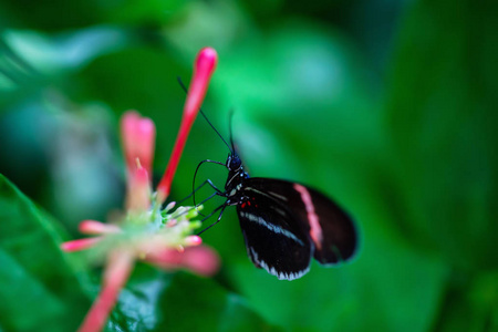 美丽的宏观图片，黑色，红色和白色的蝴蝶坐在一朵花朵上。
