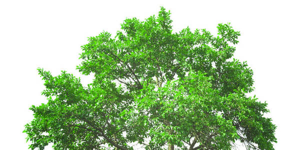 白色背景下分离的新鲜绿树冠