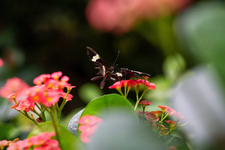 美丽的宏观图片，黑色，红色和白色的蝴蝶坐在一朵花朵上。