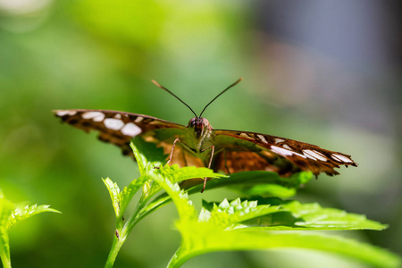 美丽的宏观图片，棕色和白色的蝴蝶坐在绿叶上。