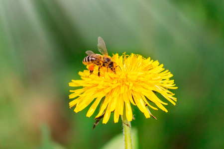 蜜蜂在夏天或春天从蒲公英花中采集花蜜。 晴天。