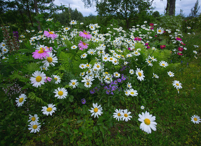 花园里盛开的白色雏菊