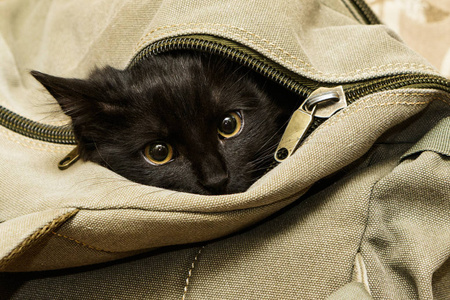 背包里的黑猫看起来图片