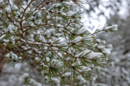 雪覆盖了冷杉枝。 下雪的森林。