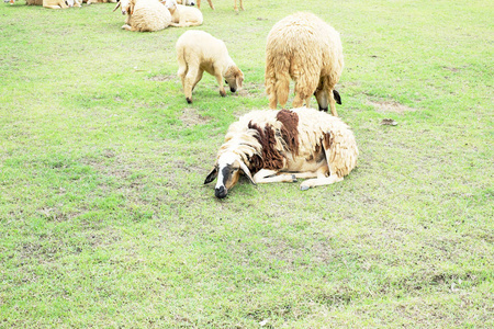 草地上有青草的羊