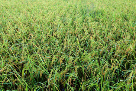 东马西亚沙巴科塔贝鲁德稻田图片