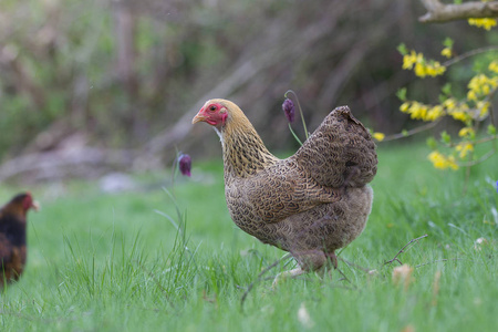 丹麦的鸡在草地上寻找食物