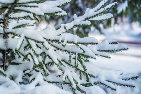 冬季景观和背景。 冬季景观和背景。 美丽有趣的景观和积雪覆盖的针叶树枝。