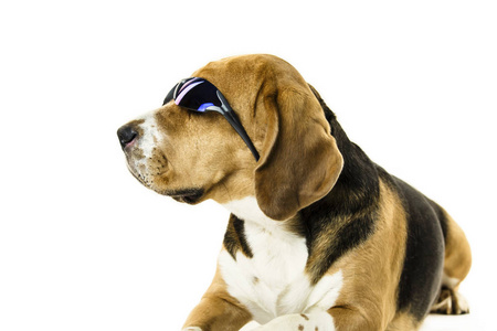 戴着白色背景太阳镜的可爱小猎犬