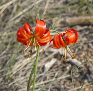 西伯利亚花百合撒兰卡火热图片