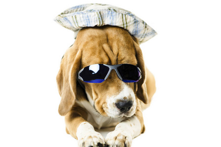 一只可爱的小猎犬，戴着太阳镜，戴着一顶白色背景的帽子