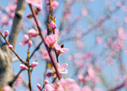 树上的春花