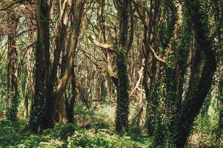 美丽的棕色林地，葡萄牙辛特拉