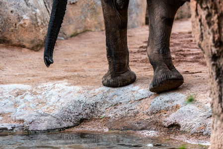 非洲热带稀树草原大象的巨大脚。