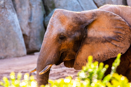 非洲大草原大象的样子，非洲象，当你走路的时候