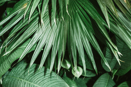 棕榈叶深绿色背景植物生长在植物园。