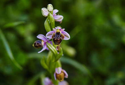地中海地区春季盛开的野生珍稀蜂兰