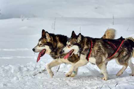 西伯利亚阿拉斯加马拉木特哈士奇狗户外。 阿拉斯加马拉穆特犬的肖像。 快关门。