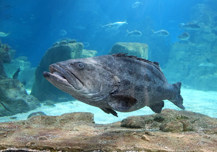 伊斯坦布尔海洋生物水族馆中的石斑鱼Turkuazoo。 伊斯坦布尔