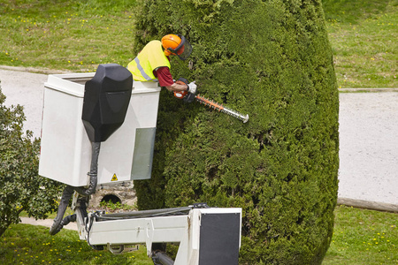 装备工人在起重机上修剪一棵树。 园艺工作