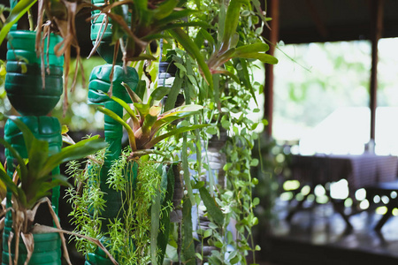 植物垂直生长在回收塑料瓶中。 回收容器制成的垂直花园