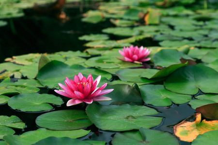 池塘里的粉红色莲花