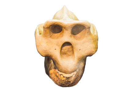史前头骨显示人类进化阶段孤立在白色上。
