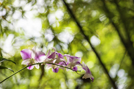 花园里美丽的粉红色兰花。